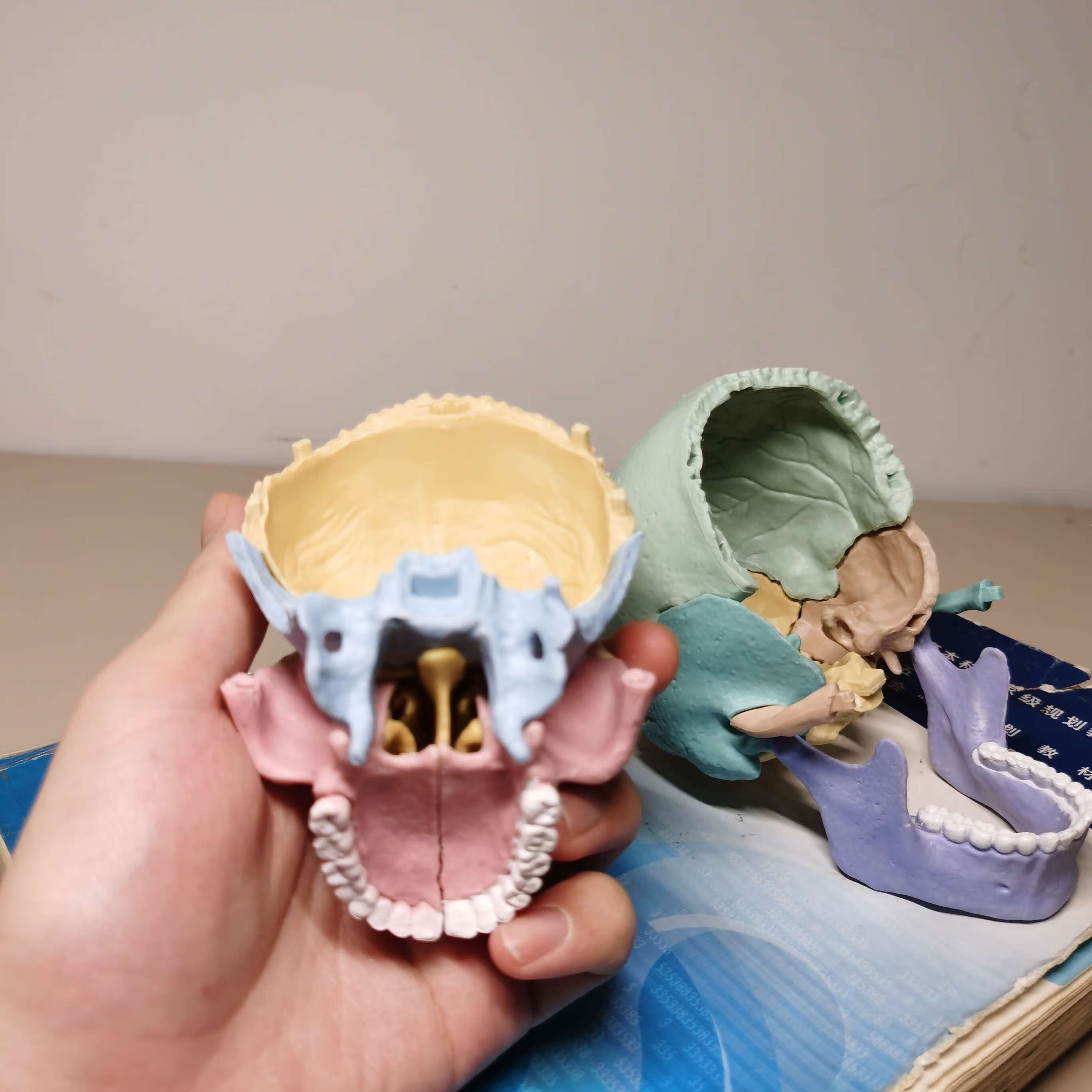 头骨模型教具骷髅头颅3d可拆解剖素描绘画美术医学教学 头骨模型