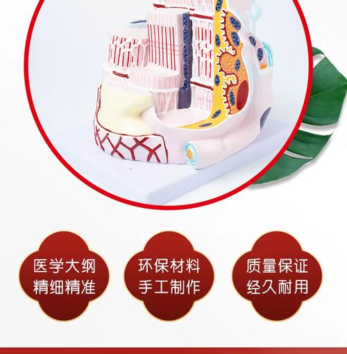 人体骨骼肌纤维解剖教学模型人体器官结构医院学校用演示学习教具